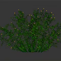 Green Lush Plant With Abundant Green Leaves And Small Yellow Flowers On Dark Background