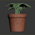 Fresh Green Leafy Plant Growing in Red Terracotta Pot with Healthy Leaves