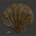 Large Brown Fan Shaped Shell With Textured Surface And Natural Patterns