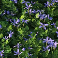 High Definition Shrub 3D Models with Various Design Renderings and Details