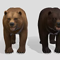 Two Brown and Black Bears Standing with Open Mouths on Gray Background 3d model