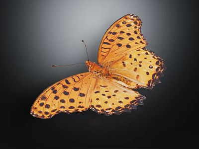 Vibrant Orange Butterfly With Black Spots And Spread Wings On Dark Background 3d model