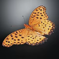 Vibrant Orange Butterfly With Black Spots And Spread Wings On Dark Background