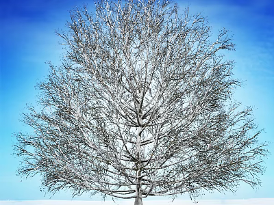 Snow Covered Deciduous Arbor With Bare Branches Against Blue Sky 3d model