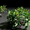 Dense Green Shrubs with Lush Foliage and Natural Healthy Growth Pattern
