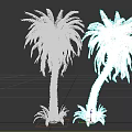 Two Tall Palm Trees With Lush Green Leaves And Textured Trunks