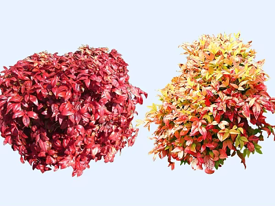 Vibrant Red and Yellow Leafy Shrubs with Lush Colorful Garden Foliage 3d model