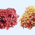 Vibrant Red and Yellow Leafy Shrubs with Lush Colorful Garden Foliage