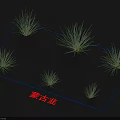 Allium Mongolicum Grass Like Plants With Different Sizes Arranged On Dark Background