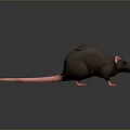 3D Model of Brown Rat With Pink Tail Ears Paws on Dark Background With Reflection