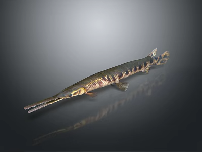Long Snouted Freshwater Fish With Striped Body And Reflective Surface 3d model