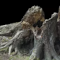 Old Weathered Tree Stump With Exposed Roots And Natural Wood Texture