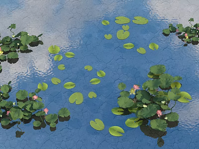 Beautiful Water Lilies and Lily Pads with Pink Flowers on Calm Water Surface 3d model