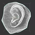Realistic White 3D Ear Model on Black Background with Detailed Structure 3d model