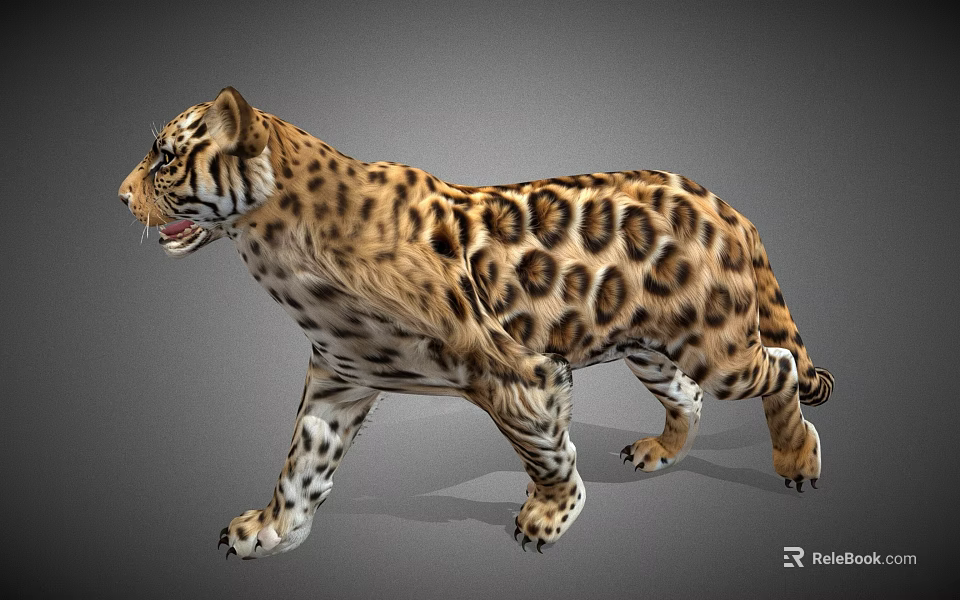 Realistic Leopard 3D Model with Spotted Fur Walking Side View in Gray Background 3d model 