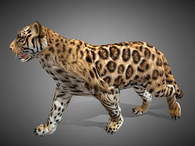 Realistic Leopard 3D Model with Spotted Fur Walking Side View in Gray Background 3d model