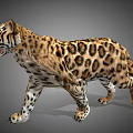 Realistic Leopard 3D Model with Spotted Fur Walking Side View in Gray Background 3d model