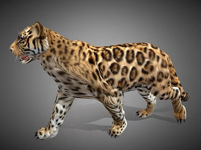 Realistic Leopard 3D Model with Spotted Fur Walking Side View in Gray Background 3d model
