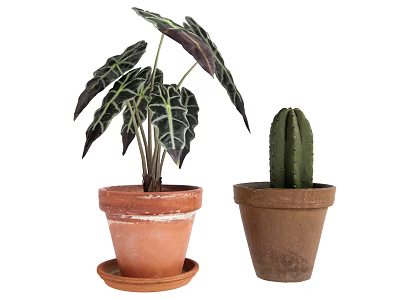 potted cactus 3d model potted cactus 3d model