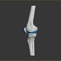 Knee Joint Anatomy 3D Model Showing Bone And Cartilage Structure 3d model