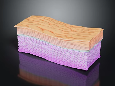 Skin Organ and Hair Structure Cross Section Showing Layers and Texture 3d model
