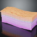 Skin Organ and Hair Structure Cross Section Showing Layers and Texture
