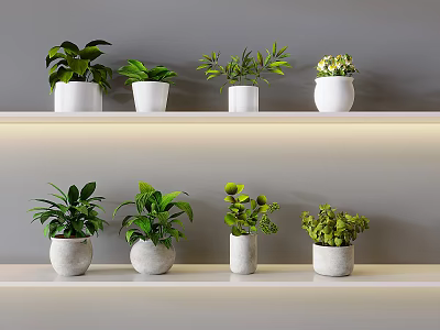 Bonsai Potted Plants on White Shelves with Green Foliage Against Gray Wall for Home Interior Decor 3d model