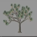 Joshua Tree With Green Spiky Leaves And Branched Rough Trunk Isolated On Dark Background