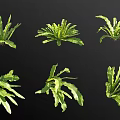 Botanical Green Leafy Plant Specimens With Natural Foliage And Various Growth Shapes