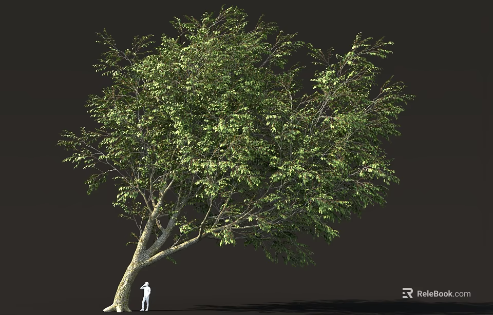Tall Lush Green Tree With Small Person Standing Beside Its Trunk 3d model 