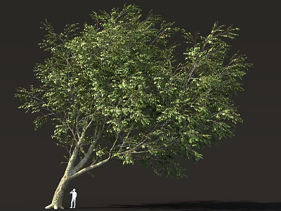 Tall Lush Green Tree With Small Person Standing Beside Its Trunk 3d model
