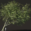 Tall Lush Green Tree With Small Person Standing Beside Its Trunk