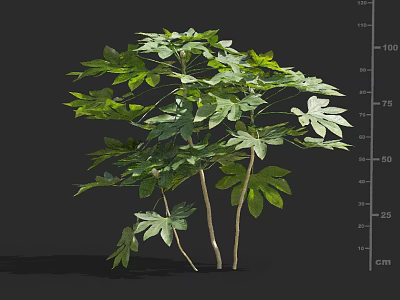 Lush Green Leafy Shrub With Multiple Stems And Vibrant Healthy Foliage 3d model