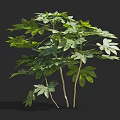 Lush Green Leafy Shrub With Multiple Stems And Vibrant Healthy Foliage 3d model