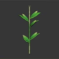 Green Plant Stem With Fresh Lush Leaves On Dark Reflective Surface