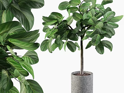 Elegant Garden Ornaments with Potted Large Leaf Green Plants in Gray Pots 3d model