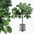 Elegant Garden Ornaments with Potted Large Leaf Green Plants in Gray Pots