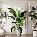 Different Types of Indoor Potted Plants with White Pots on Wooden Floor and White Wall