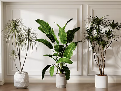 Different Types of Indoor Potted Plants with White Pots on Wooden Floor and White Wall 3d model