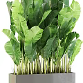 Large Potted Plant With Green Tropical Leaves In Long Rectangular Gray Planter