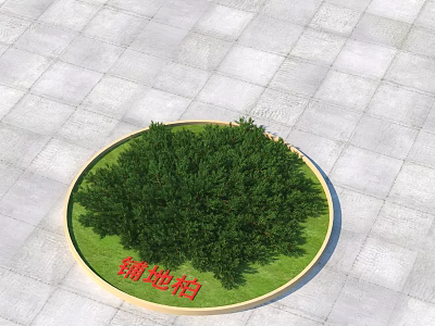 Green Creeping Juniper Shrub In Circular Planting Area With Grass And Paved Tiles 3d model