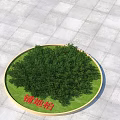 Green Creeping Juniper Shrub In Circular Planting Area With Grass And Paved Tiles