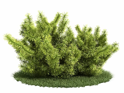 Lush Green Shrub With Needle Like Leaves In Natural Landscape Setting 3d model
