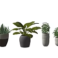 Stylish Various Potted Plants With Diverse Leaf Foliage In Neutral Ceramic Pots For Indoor Decor