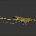 Long Armed Shrimp With Orange Green Body And Antennae On Dark Reflective Surface