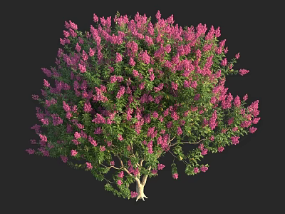 Vibrant Pink Flowering Shrub With Lush Green Foliage And Abundant Blooms 3d model