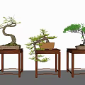 Traditional Bonsai Plants On Wooden Stands With Curved Branches And Green Leaves