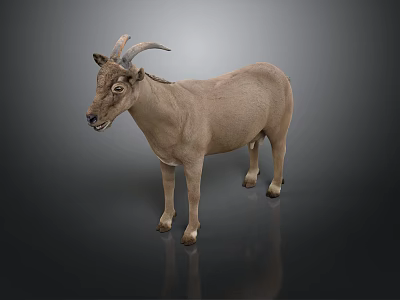 Brown Goat With Horns Standing On Dark Background Full Body View 3d model