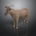 Brown Goat With Horns Standing On Dark Background Full Body View