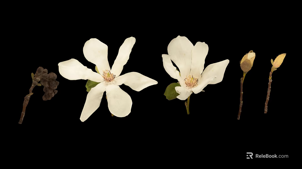 White Magnolia Plant With Blooming Flowers Bud And Black Seeds 3d model 